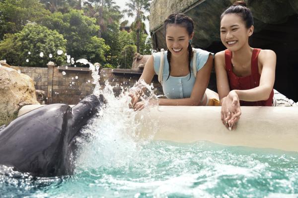 新加坡 | 海豚島@聖淘沙名勝世界:與印度太平洋寬吻海豚近距離接觸