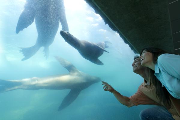 美國加州洛杉磯 | 太平洋水族館 Aquarium of the Pacific 門票