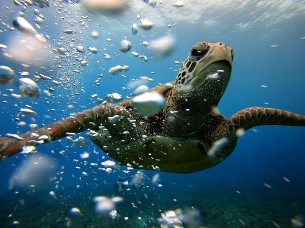 小琉球潛水 | Fun Dive 體驗 精緻小團 | 輕旅泡泡潛水度假中心