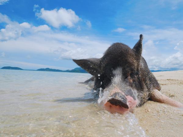 蘇梅島環島遊:Koh Tan 和 Koh Mudsum(豬島)|泰國