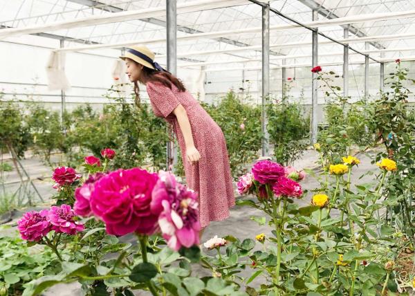 嘉義|農遊超市|曙光玫瑰有機農場。玫瑰巧克力手作體驗