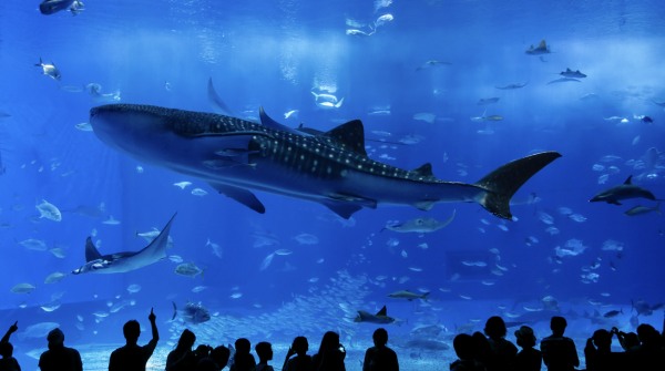 樂桃航空・桃園出發|日本沖繩 4 天計劃機票・1人成行含行李|早去晚回・自選超值方案