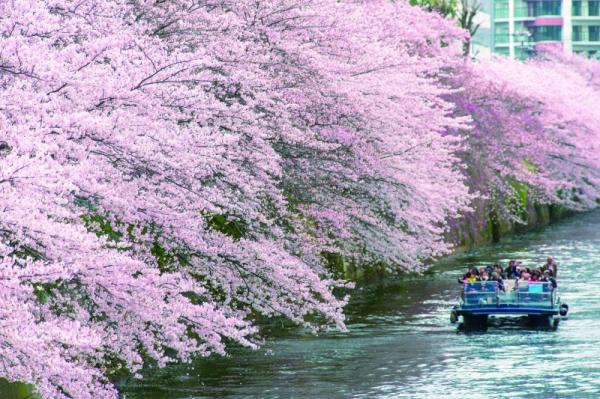 [Shared Cruise] Japan Tokyo Meguro River Cherry Blossom Viewing Cruise 2026 Shared Cruise Ticket | A cruise that is very popular every year!