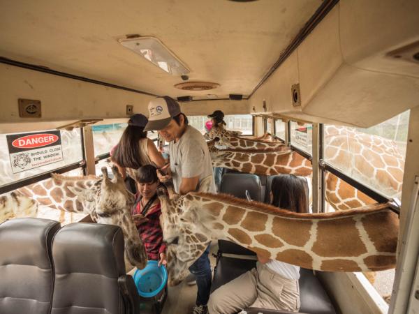 Private Tour | Kanchanaburi Safari Park with Wonderland Experience Tour:  Giraffe Close Interaction + Tiger Cave Temple +  Rainforest Giant Trees + River Kwai Bridge | Thailand