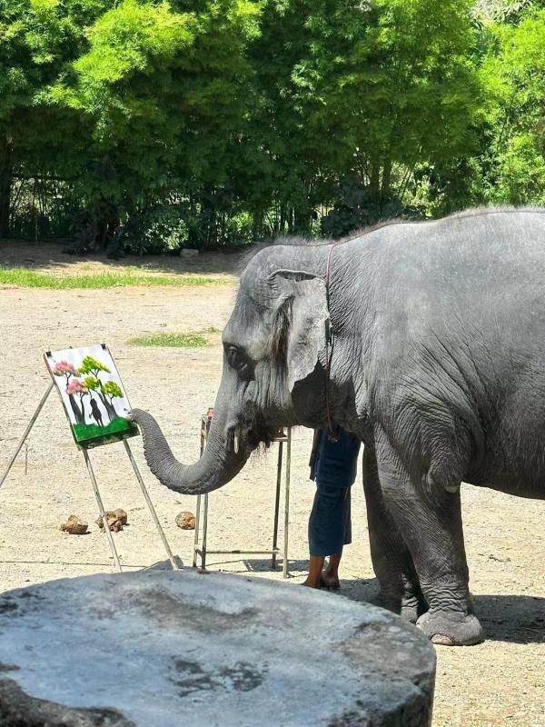 泰國清邁|Mae Taeng Elephant Park 湄登大象主題營 騎大象+竹筏漂流+搭乘牛車體驗|一日遊