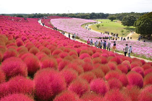 Ibaraki, Japan Day Trip | Hitachi Seaside Park with its broom-covered plants, Oarai Isomae Shrine, and Fukuroda Falls | Departing from Ginza, Tokyo