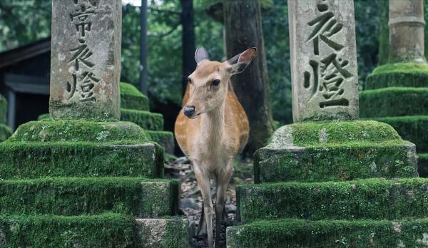 [연속 렌터카 할인 플랜] 간사이 일일 투어, 다일 투어 | 오사카, 나라, 교토, 고베, 강산, 우지, 시라하마, 와카야마, 고야산