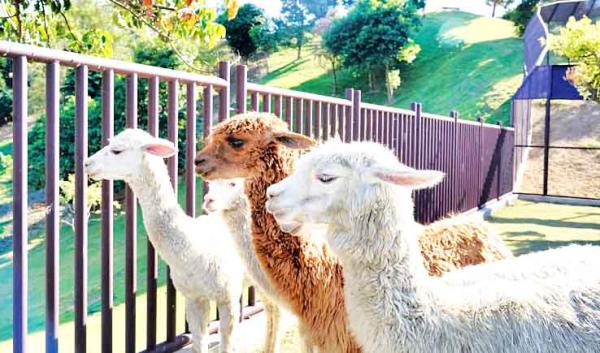 Nantou Chartered Car|Jiujiufeng Animal Park One-day Tour|Exquisite Small Package|Departure from Taichung