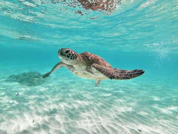 邂逅率100% 持續進行 海龜+小丑魚搜尋浮潛體驗 免費照片拍攝及照片資料(沖繩宮古島)