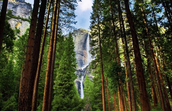 Yosemite 2 Days and 1 Night|Sequoia National Park & ​​Yosemite Depart from Los Angeles or San Francisco ・Chinese-speaking driver