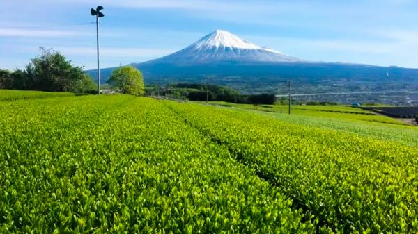 富士山腳下的茶村正園 預約品茶 高級煎茶+抹茶玄米茶+烘焙茶+甜點糕點茶(靜岡縣富士市)