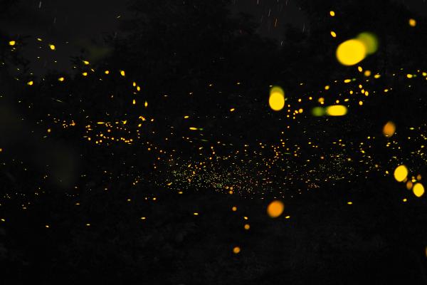 私人科隆螢火蟲生物發光浮游生物夜間觀賞之旅|菲律賓巴拉望島