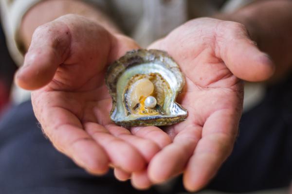 斷灣珍珠養殖場之旅:珍珠分級 |新南威爾斯州