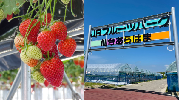 仙台 |仙台荒濱JR水果公園|草莓採摘+新鮮蔬菜咖哩午餐方案