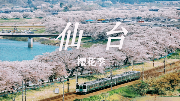 [Sakura Season Only] Chartered One-Day Tour to Sendai Prefecture in Northeast Japan | Departure and end of Sendai City / Onishi Town Park Akiu Falls / Minoko Bank National Park / Okawara | Itinerary can be freely matched