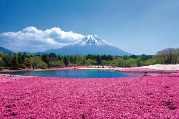 富士山一日遊|享受富士山腳下鋪滿的地毯“富士芝櫻”和山中湖花之都公園內的很蝶花&當地鄉土美食的兩餐!也包含摘採草莓!(從東京出發)