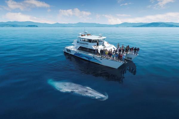 奧克蘭鯨魚與海豚之旅 |紐西蘭