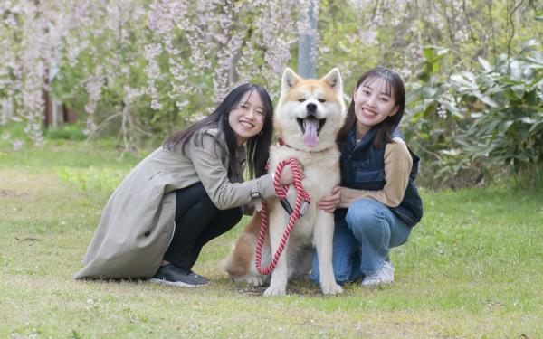 與秋田犬一起在森林中散步 四季享受大自然 健康旅遊認證計畫(秋田縣三種町)