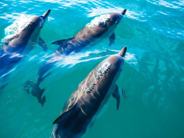 [KKday Open Special] 關島海豚夢幻遊輪之旅(先到先得,贈送價值30,000韓元的關島超級卡)