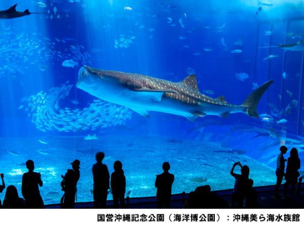 日本沖繩|美麗海水族館 Okinawa Churaumi Aquarium 門票