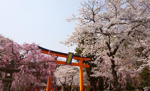 Kyoto Cherry Blossom Half Day Tour | Hirano Shrine, Ginkaku-ji, Tetsugaku No Michi Riverside | Depart from Kyoto