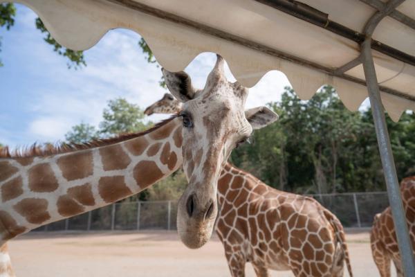 Private Charter to Kanchanaburi Safari Park with Entrance Ticket & Damnoen Saduak Floating Market | Thailand