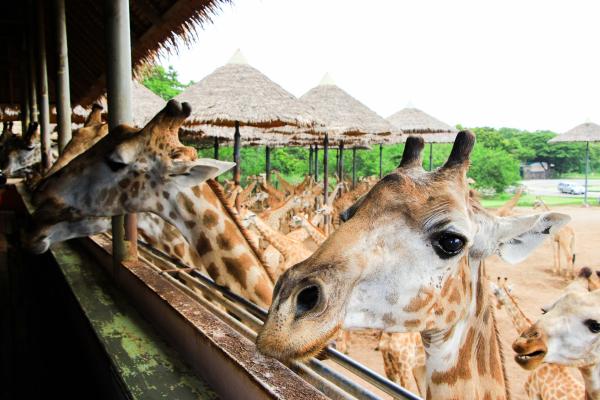 泰國|曼谷野生動物園包團之旅