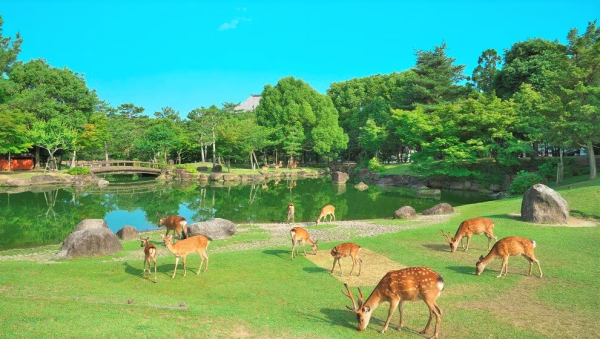 One-day carpooling tour of Kansai's classic attractions|Fushimi Inari, Kiyomizu Temple, Nara Park, Todaiji Temple, and cute deer encounters