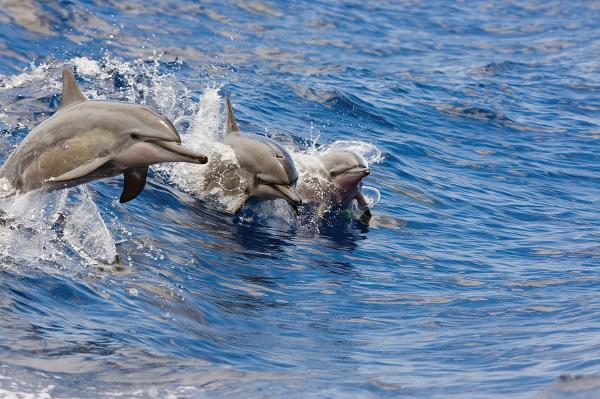 觀賞海豚和浮潛半日遊(含午餐和飲料)夏威夷歐胡島