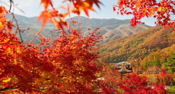 Gyeonggi-do Private Chartered Car One-day Tour: Hwadamsup, Gwangmyeong Cave & DIY Ice Cream-making in a Ranch | Seoul, South Korea