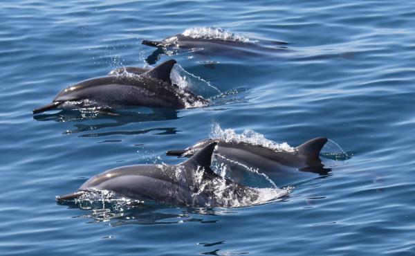 [Guaranteed Trip] Whale Watching Fun at Guishan Island, Yilan | Island Visit, Whale Watching, and Tour of Guishan Island | Gift Included for Each Person