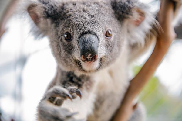 【QR碼直接進場】澳洲|雪梨野生動物園門票 WILD LIFE Sydney Zoo