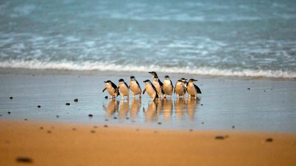 【最高85折優惠】墨爾本 | 菲利普島一日遊:企鵝歸巢 & 月光保護區野生動物園