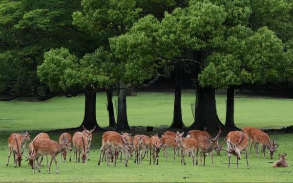 [Group tour available for 1 person] Classic Kansai, Japan day trip | Fushimi Inari Shrine, Kiyomizu-dera Temple, Nara Park, Todai-ji Temple | Encounter the adorable deer of Nara | Shared ride from Osaka/Kyoto
