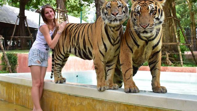 Tiger Kingdom Animal Encounter with Private Transfer | Phuket