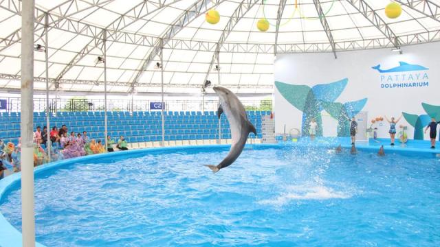 Pattaya Dolphinarium Ticket | Thailand