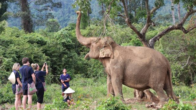 Ethical Half Day Elephants Caring | Samui Elephant Home
