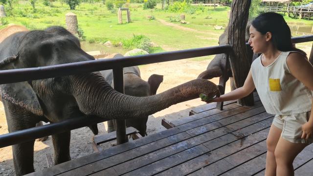 Damnoen Saduak Floating Market & Elephant World Private Tour | Bangkok