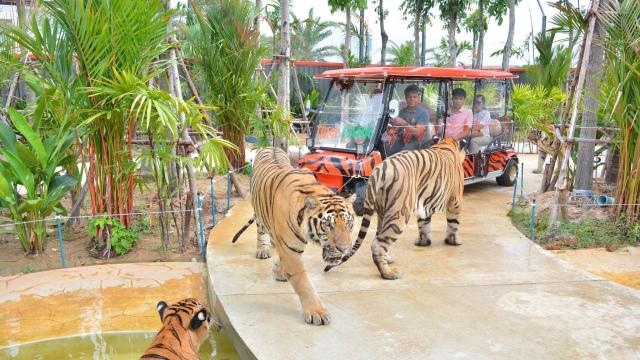 Tiger Park Pattaya Admission Ticket | Thailand