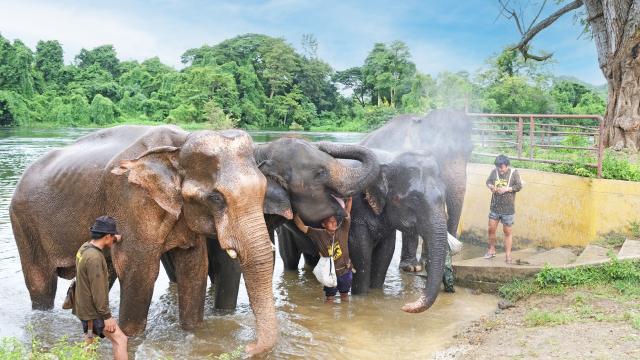 Kanchanaburi Elephant World Day Tour from Bangkok or Kanchanaburi | Thailand