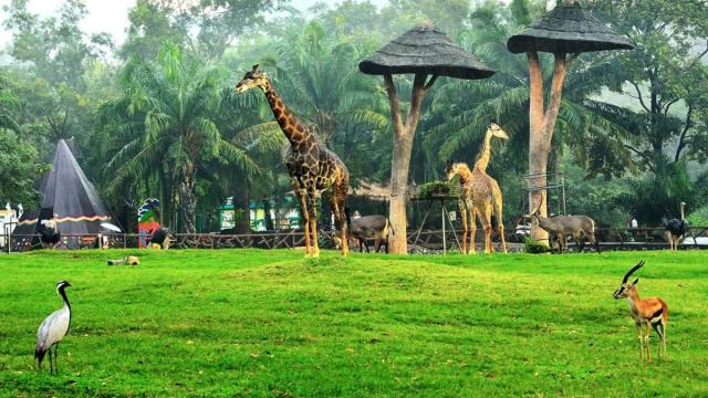 Khao Kheow Open Zoo Private Tour | Chonburi