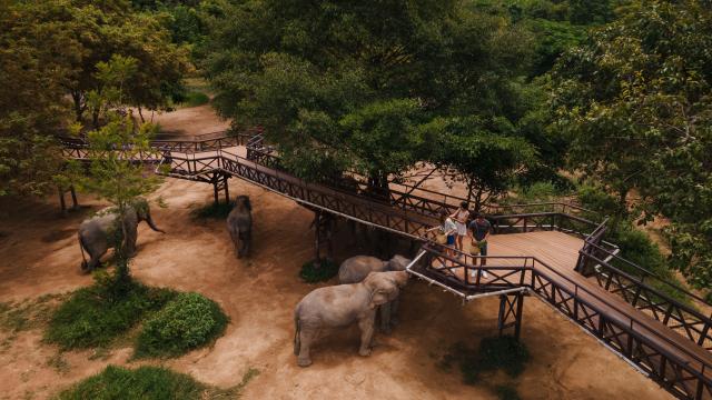 Samui Elephant Kingdom Experience