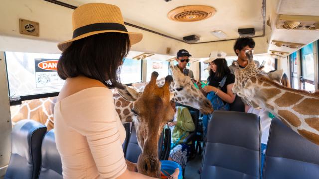 Safari Park Shared Day Tour from Bangkok  | Kanchanaburi
