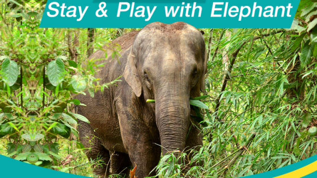 Ethical Khaolak Elephant Sanctuary Tour, Walk, and Lunch | Thailand