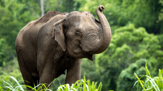 2 hrs-Elephant Encounter Tour with Herbal Vitamins Workshop | Thailand