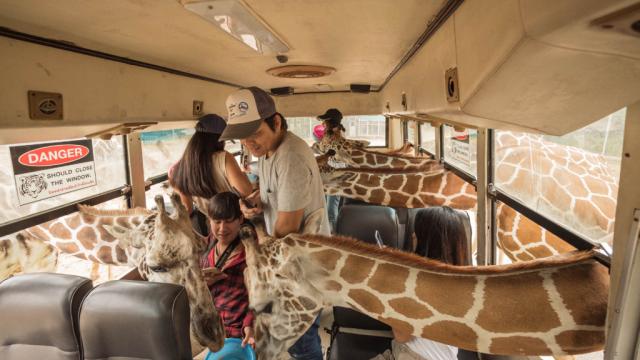 Kanchanaburi Private Tour from Bangkok: Safari Park, Giraffe Encounter, Bubble in the Forest Cafe, Indoor Seafood & River Kwai Bridge | Thailand