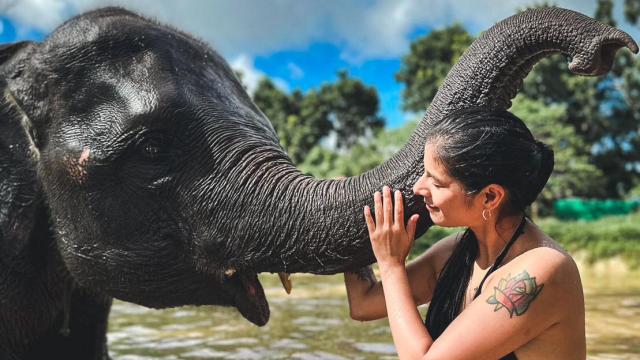 Elephant Lover Experience: Feeding, Mud Spa, Cooking Class with Elephant | Phuket