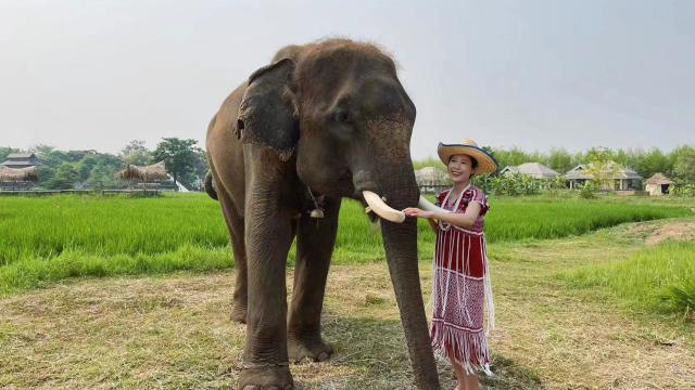 Chiang Mai Satian Elephant Park Tour | Thailand