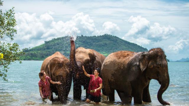Elephant Care Camp at Siray Phuket | Thailand