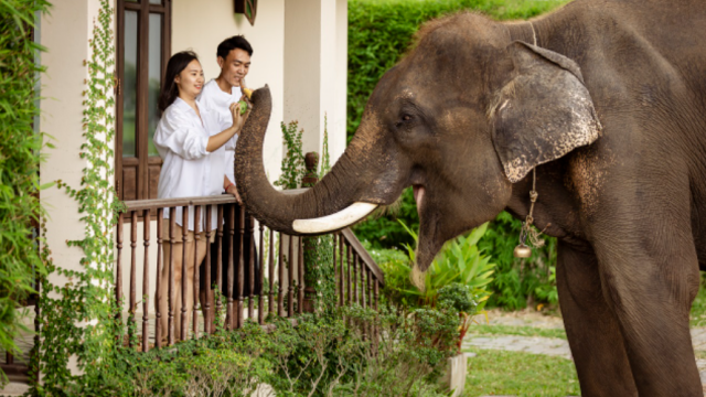 Chiang Mai Baan Satian Elephant Park 2D1N Tour with Accommodation | Thailand
